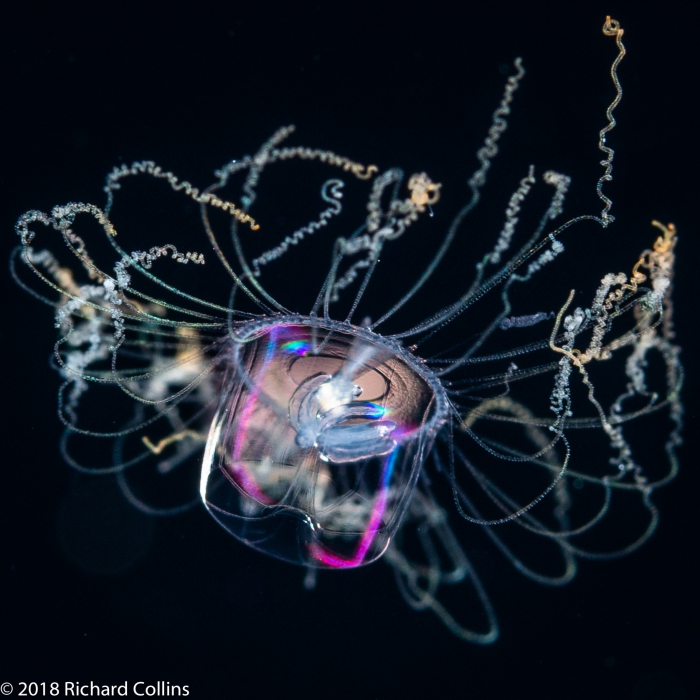Aglaura hemistoma, from Florida, Western Atlantic Aglaura hemistoma, from Florida, Western Atlantic