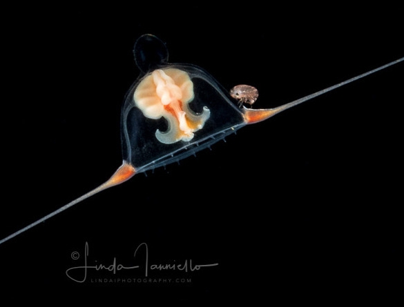 Amphinema rugosum medusa, from Florida, Western Atlantic Amphinema rugosum medusa, from Florida, Western Atlantic
