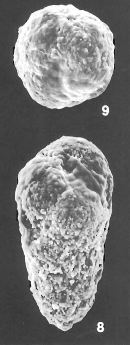 Verneuilinulla advena (Cushman) identified specimen