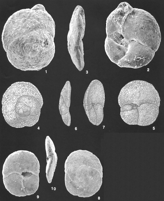 Tritaxis fusca (Williamson) identified specimens