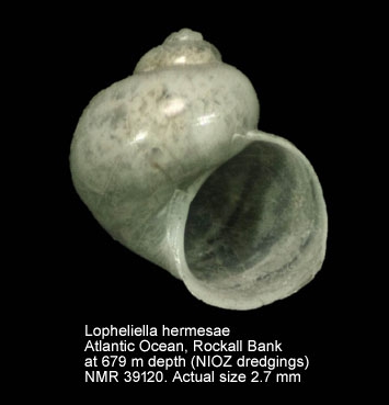 Lopheliella hermesae