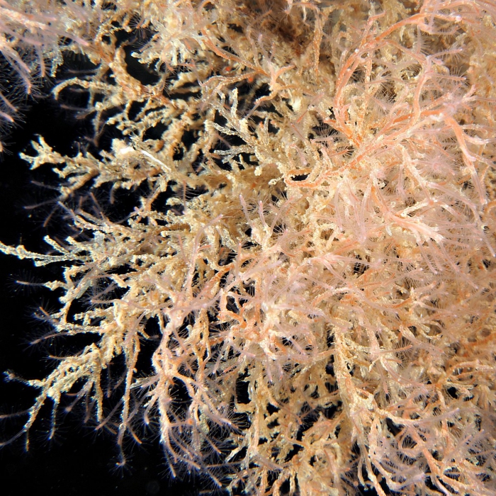 Corydendrium parasiticum; Marseille, Mediterranean Corydendrium parasiticum; Marseille, Mediterranean
