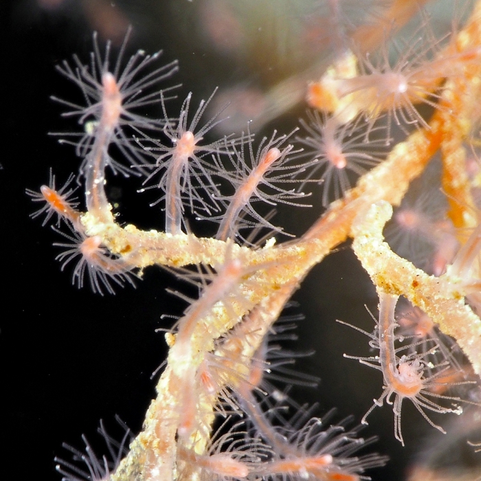 Corydendrium parasiticum; Marseille, Mediterranean