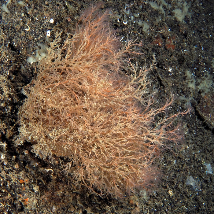 Corydendrium parasiticum; Marseille, Mediterranean Corydendrium parasiticum; Marseille, Mediterranean