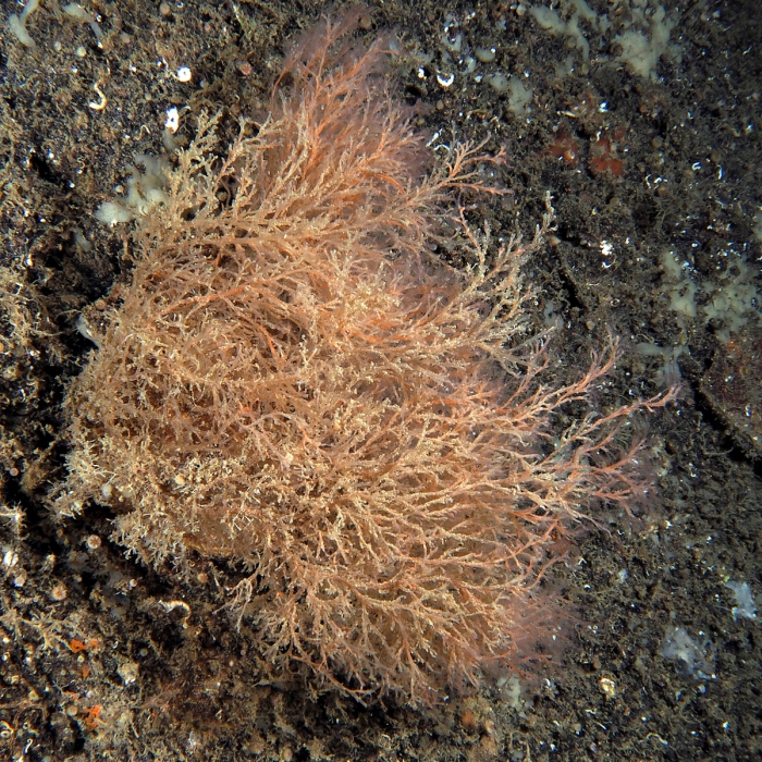 Corydendrium parasiticum; Marseille, Mediterranean