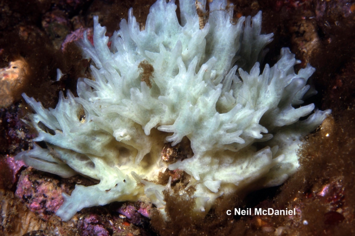 Halichondria sitiens