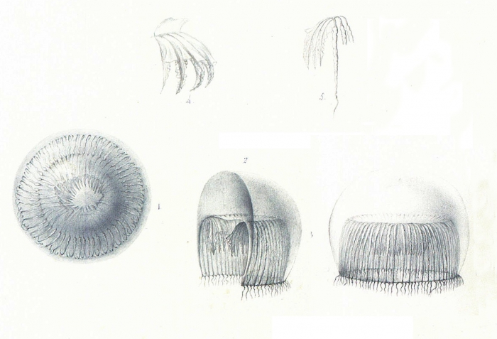 Aequorea allantophora [=Aequorea forskalea], scan of illustrations of P�ron & Lesueur