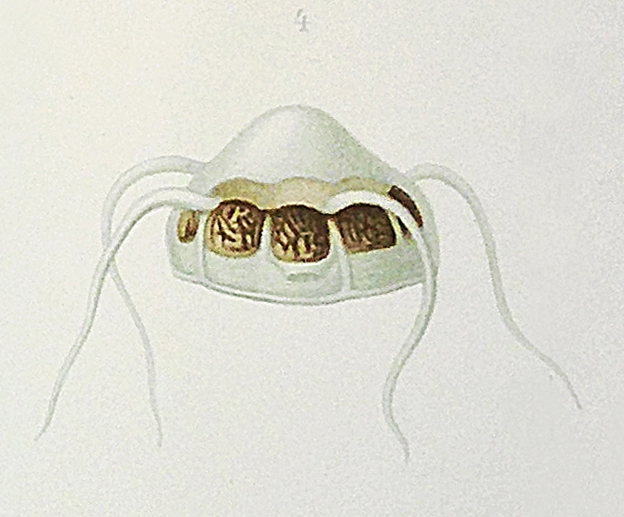 Aeginona brunnea as Aegina brunnea from Vanhöffen 1908 Aeginona brunnea as Aegina brunnea from Vanhöffen 1908