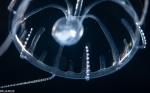 Geryonia proboscidalis, juvenile; Florida, western Atlantic Ocean