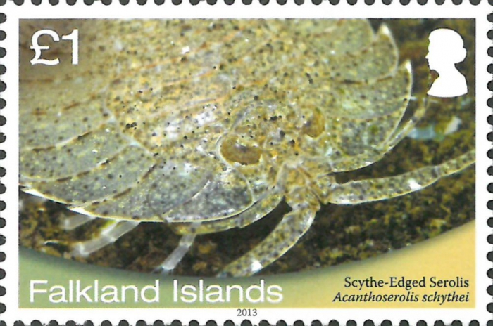 Acanthoserolis schythei Acanthoserolis schythei