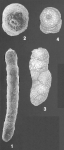 Martinottiella bradyana (Cushman) identified specimens