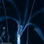 Geryonia proboscidalis; Florida, western Atlantic Ocean