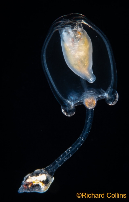 Corymorpha forbesii, medusa; Florida, western Atlantic Ocean Corymorpha forbesii, medusa; Florida, western Atlantic Ocean
