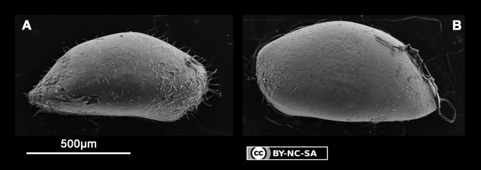 Neonesidea sp. 3 cf. N. equatorialis