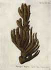 Spongia stuposa Esper, 1794