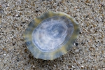 Shell of common limpet