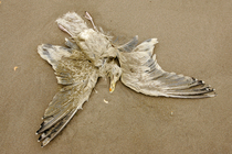 Cadaver European herring gull