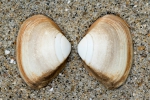 Shell subtruncate surf clam