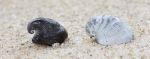 Fossil shells Hungarian cap shell