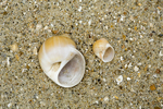 Large necklace shell (left) and common necklace shell (right)
