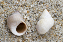 Shells rough periwinkle