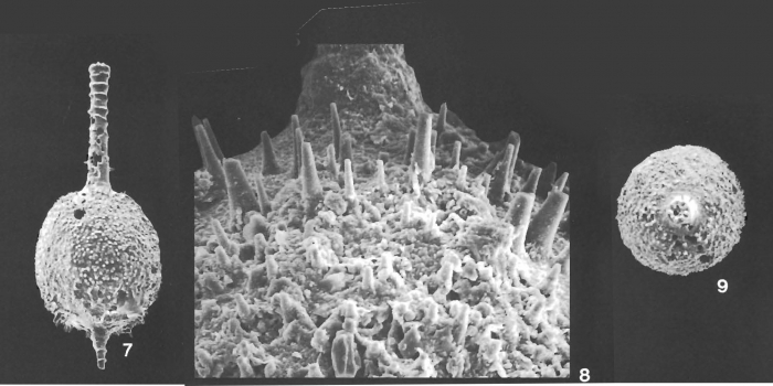 Pygmaeoseistron annulatacollare Loeblich & Tappan, 1994 Pygmaeoseistron annulatacollare Loeblich & Tappan, 1994