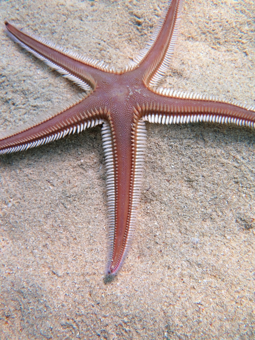 Astropecten bispinosus