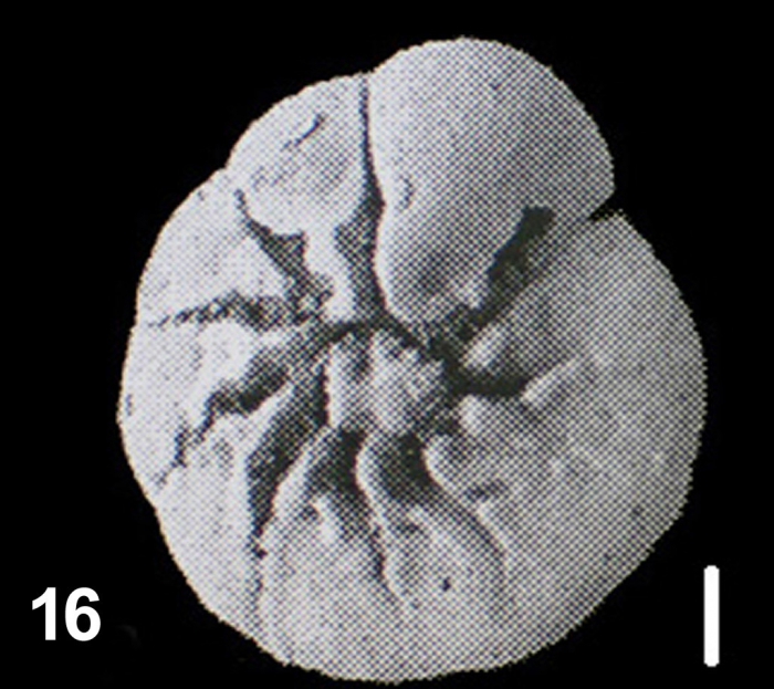 Ammonia venecpeyreae Hayward and Holzmann, 2019 holotype Ammonia venecpeyreae Hayward and Holzmann, 2019 holotype