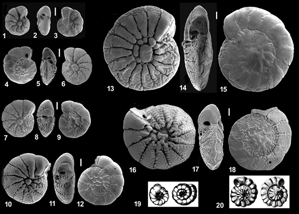 Ammonia beccarii growth series mostly topotypes