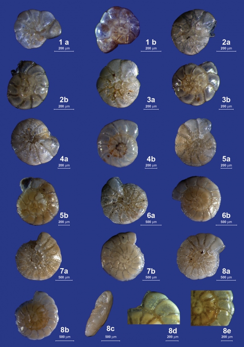 Ammonia beccarii neotype and topotypes