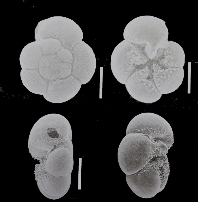 Ammonia ariakensis Akimoto, 2002 paratype Ammonia ariakensis Akimoto, 2002 paratype
