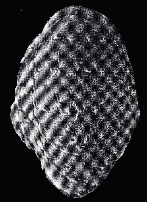 Challengerella persica Billman, Hottinger and Osterle, 1980 paratype Challengerella persica Billman, Hottinger and Osterle, 1980 paratype