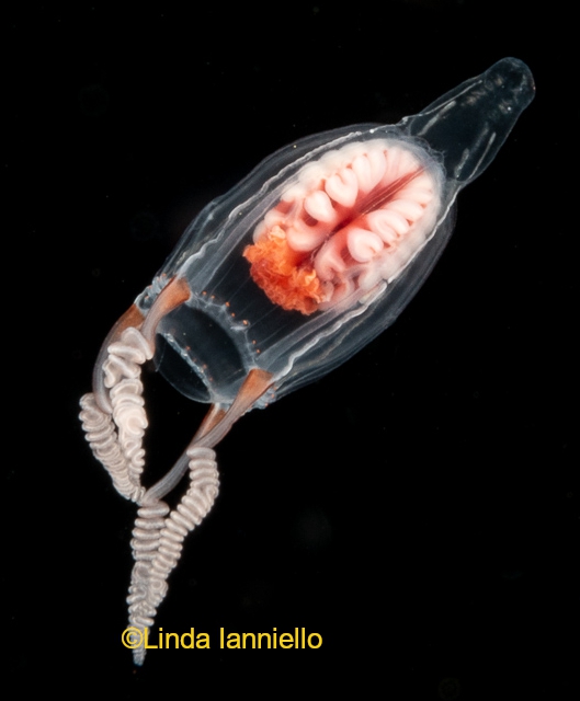 Leuckartiara cf gardinieri; Indonesia, Lembeh Strait; photo by Linda Ianniello Leuckartiara cf gardinieri; Indonesia, Lembeh Strait; photo by Linda Ianniello