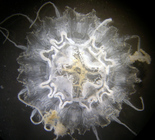 Damaged medusa