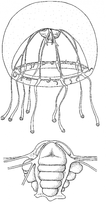 Bythotiara murrayi Bythotiara murrayi