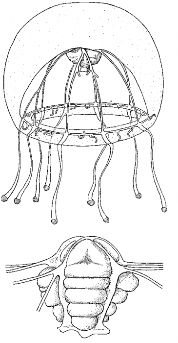 Bythotiara murrayi