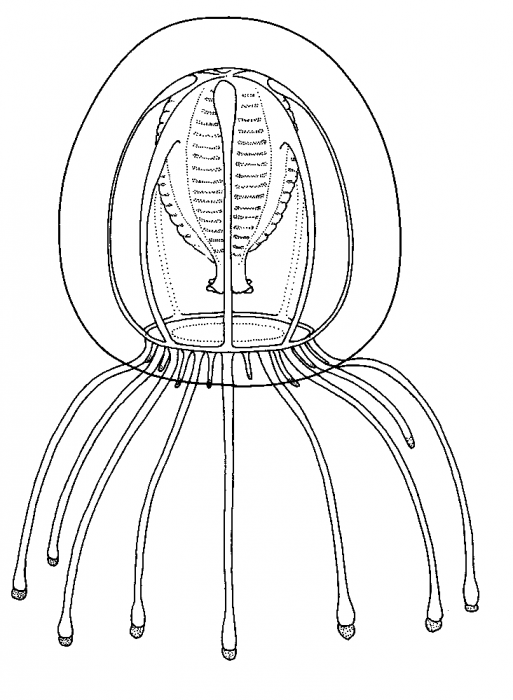 Calycopsis bigelowi, medusa Calycopsis bigelowi, medusa