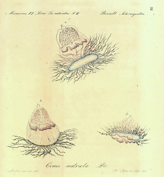 Conis mitrata, from Brandt (1838) Conis mitrata, from Brandt (1838)