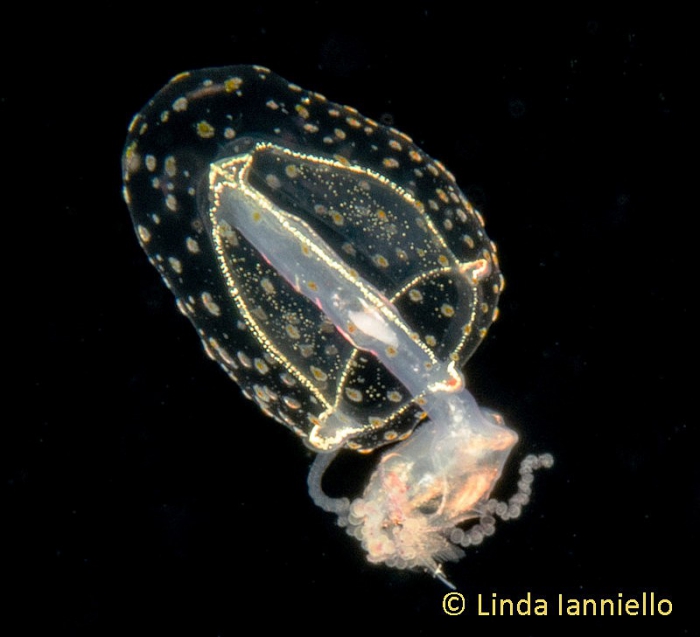 Corymorpha verrucosa medusa from the Philippines Corymorpha verrucosa medusa from the Philippines