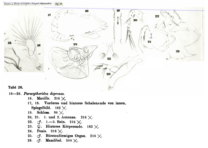 Paracytheridea depressa Mu�ller, 1894 from the original description