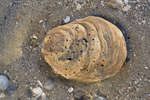 Schell of common European oyster 
