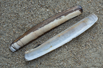 Shell sword razor clam