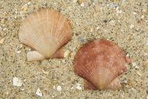 shells of queen scallop