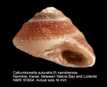 Callumbonella suturalis