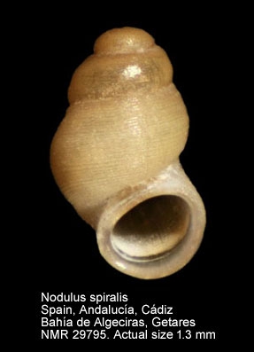 Nodulus spiralis