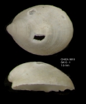 Veleropilina reticulata (Seguenza, 1876) shell from Gulf of Cadiz, INDEMARES/CHICA 0610 cruise, box-core SK1.3, 461 m (1.6 mm)