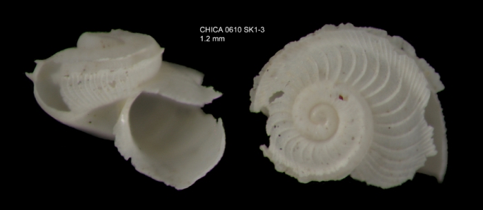 Anatoma micalii Geiger, 2012Shell from Gulf of Cadiz, INDEMARES/CHICA 0610 cruise, Shipek grab SK1.3 (1.2 mm)