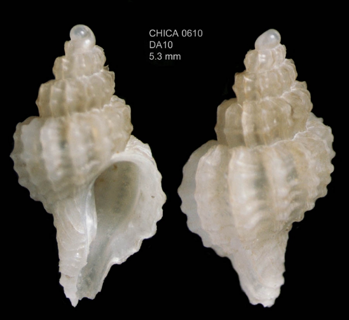 Trophonopsis barvicensis  (Johnston, 1825)Gulf of Cadiz, INDEMARES/CHICA 0610 cruise, dredge DA10, 390 m (5.3 mm)