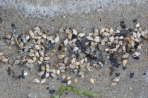 Beached shells of laver spire shell 
