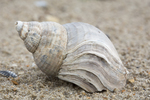 Fossile shell of whelk